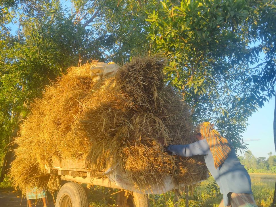 পাকা আমন ধান