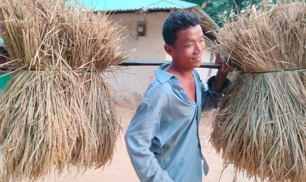আমন ধান ঘরে তুলতে ব্যস্ত সময় পার করছেন কৃষকরা